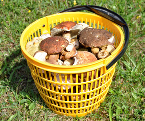 fresh mushrooms