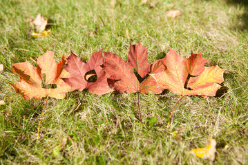Autumn leaves with the word 