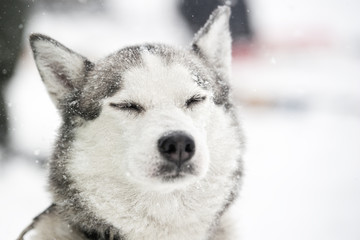 Snow falls on a relaxed dog