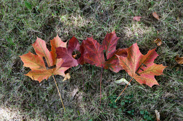 Autumn leaves with the word 