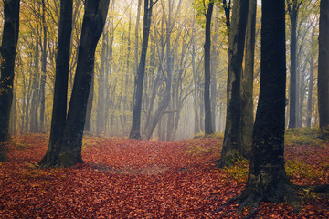 Romantic path in forest with fog during autumn