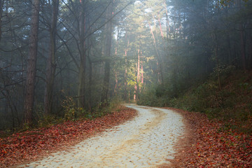 Road in mystic forest with fog during autumn