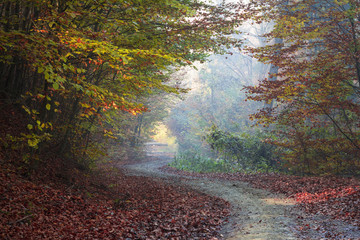 Twisted road in a forest during autumn