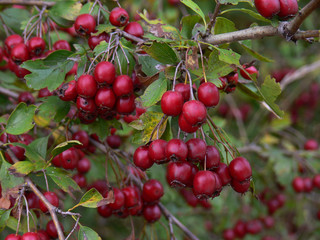 bacche rosse di biancospino (Crataegus monogyna)