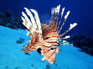 indischer Rotfeuerfich