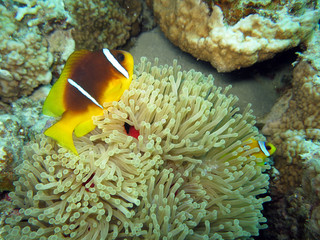 Fototapeta na wymiar Anemonenfisch an Prachtanemone