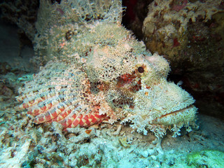 Fototapeta premium bärtiger Drachenkopf, Safaga, Ägypten