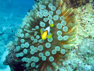 Anemonenfisch an Blasenanemone