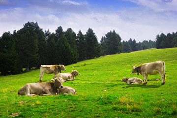 Cows in forest meadow