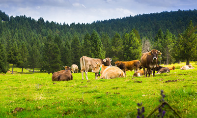 Obraz premium Few cows in meadow