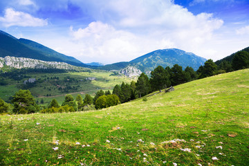  mountain landscape with meadow