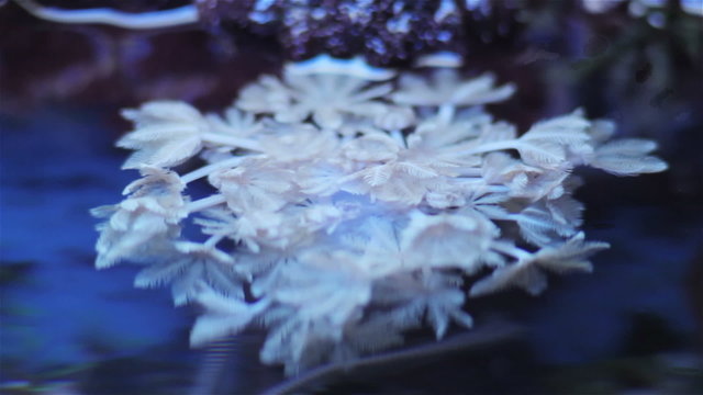 macro live corals in an aquarium