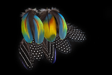 Plumas sobre fondo negro.