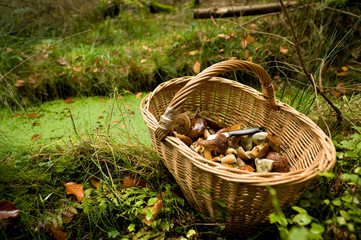 Korb mit Pilzen im Wald