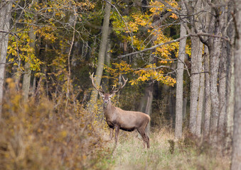 Obraz na płótnie Canvas Red deer in forest