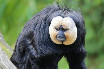 Saki à face blanche