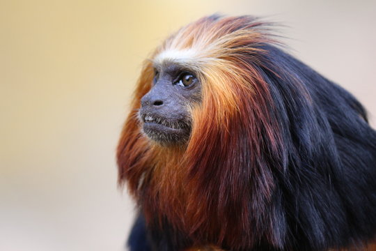 Tamarin Lion &agrave; T&ecirc;te Dor&eacute;e