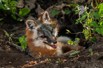 Grey Fox Vixen (Urocyon cinereoargenteus) Hangs out in Den Entra