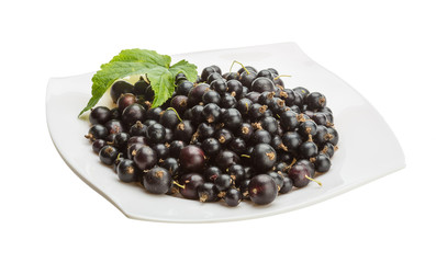 Black currant