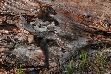 Young Fisher (Martes pennanti) Clings to Log