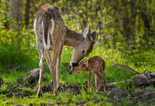 Fototapeta White-Tailed Deer (Odocoileus virginianus) Licks Her Fawn