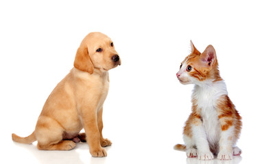 Nice puppy and kitten together
