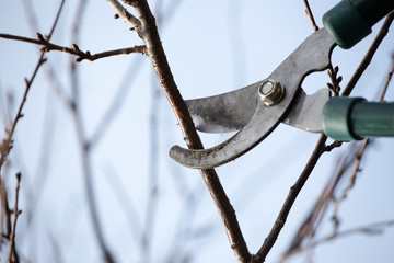 Scissors