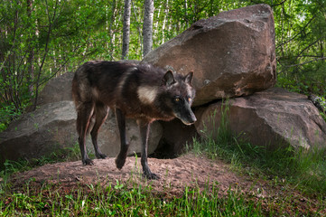 Black Wolf (Canis lupus) Stands in Front of Den Paw Raised