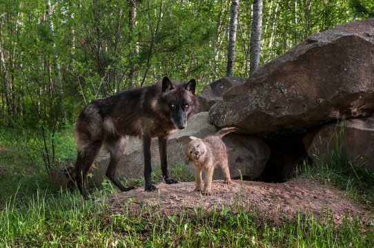 Fototapeta Black Wolf (Canis lupus) Watches While Pup Shakes Off
