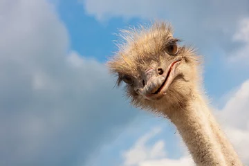 Printed roller blinds Ostrich Ostrich head closeup outdoors