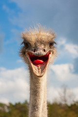 Struisvogel hoofd close-up met open mond buitenshuis