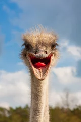 Deurstickers Struisvogel Struisvogel hoofd close-up met open mond buitenshuis