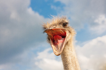 Ostrich head closeup with open mouth outdoors