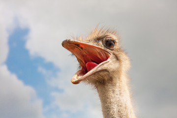 Ostrich head closeup with open mouth outdoors