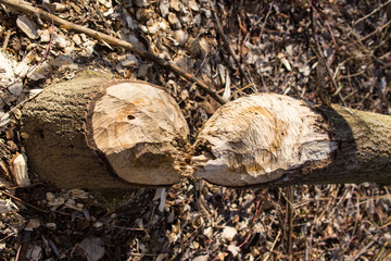 Destroyed tree