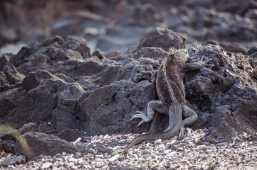 Iguana in the Galapagos