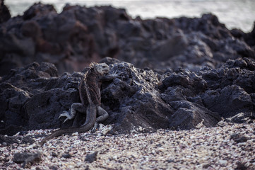 Iguana in the Galapagos