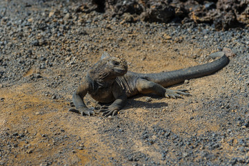 Iguana in the Galapagos