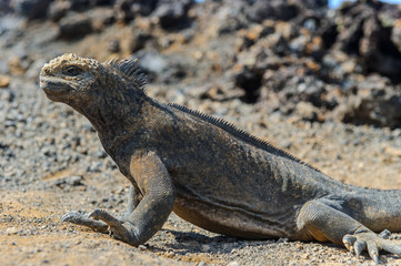 Iguana in the Galapagos