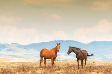 Fototapeta na wymiar Horses grazing on the fields of Tuscan, Italy