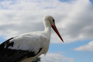 Cigogne Blanche