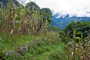 Rain forest in Sikkim
