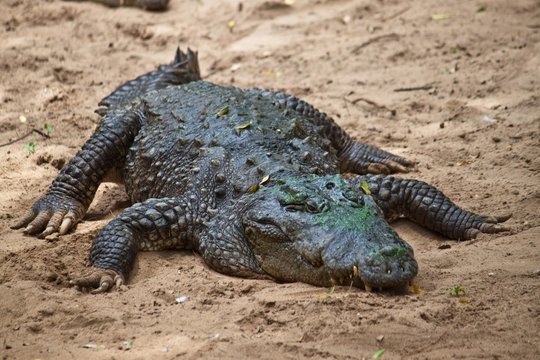 Mugger Or Marsh Crocodile