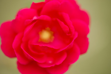 Fototapeta na wymiar Red and orange rose flower with water drops