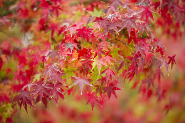 Maple tree close up in Fall