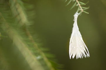 Bird feather hanging from a twig