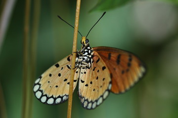 Obraz premium Butterfly