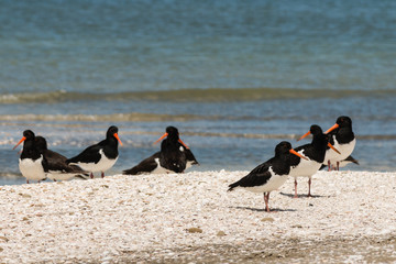 pied oystercatchers on beach in New Zealand