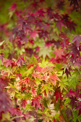 Maple tree close up in Fall