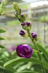 orchid